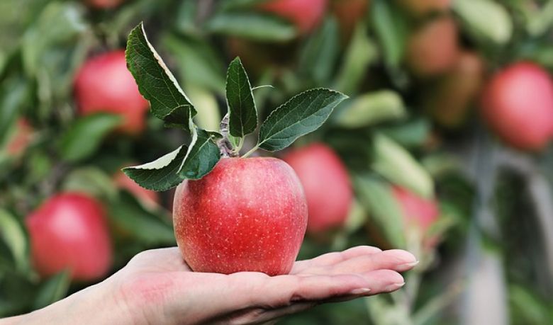 La coopérative de fruits et légumes des deux vallées agrandit son usine